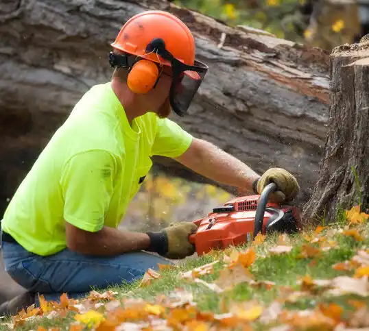 tree services Freeland